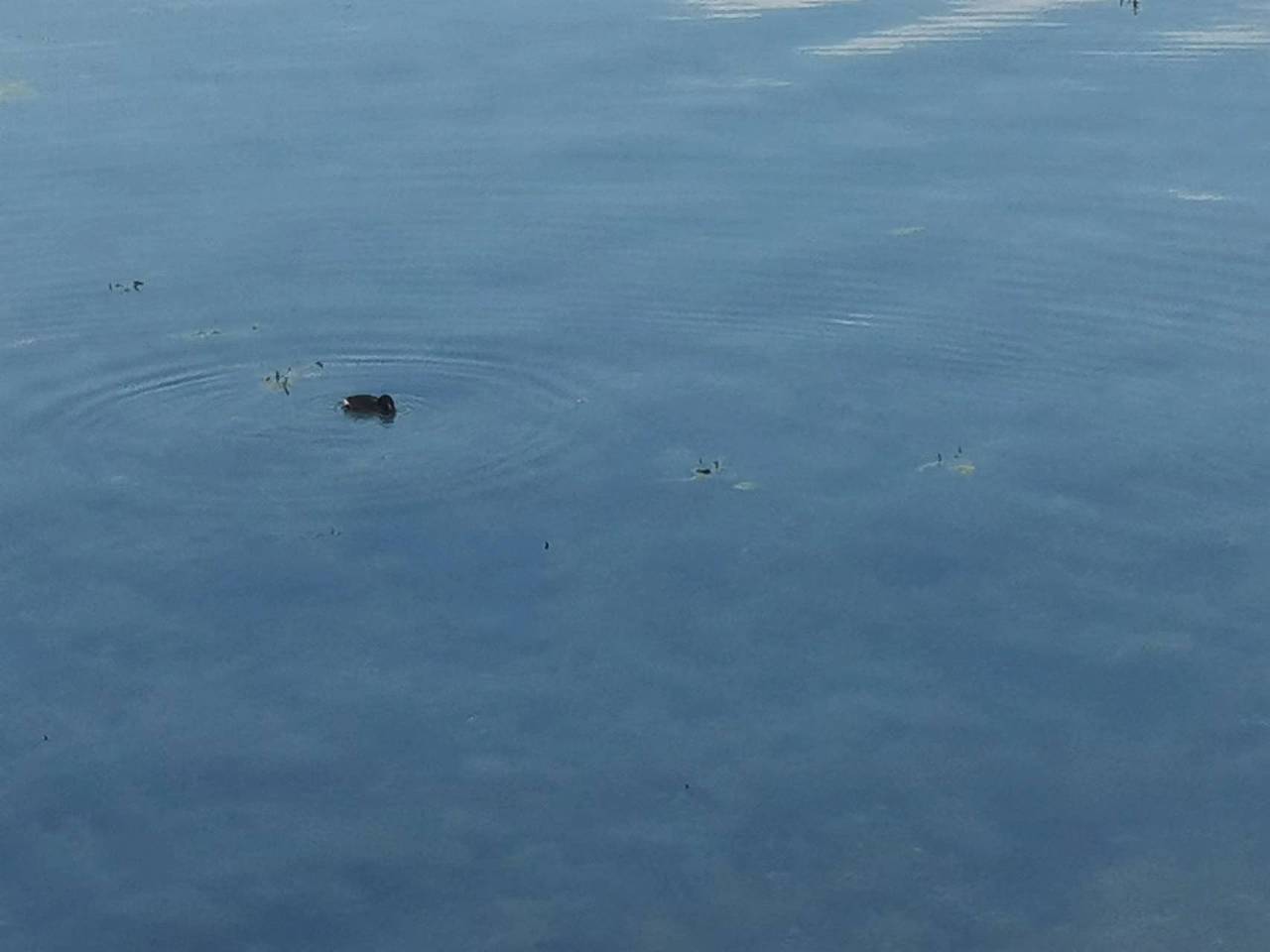 《冲鸭》华为mate20 大理