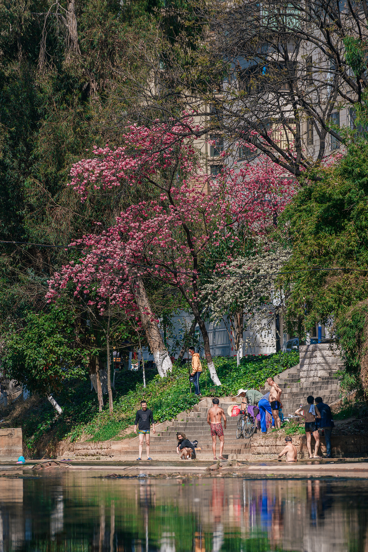 昆明圆通山樱花