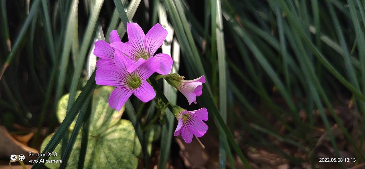 花开时节-酢浆草Ⅲ