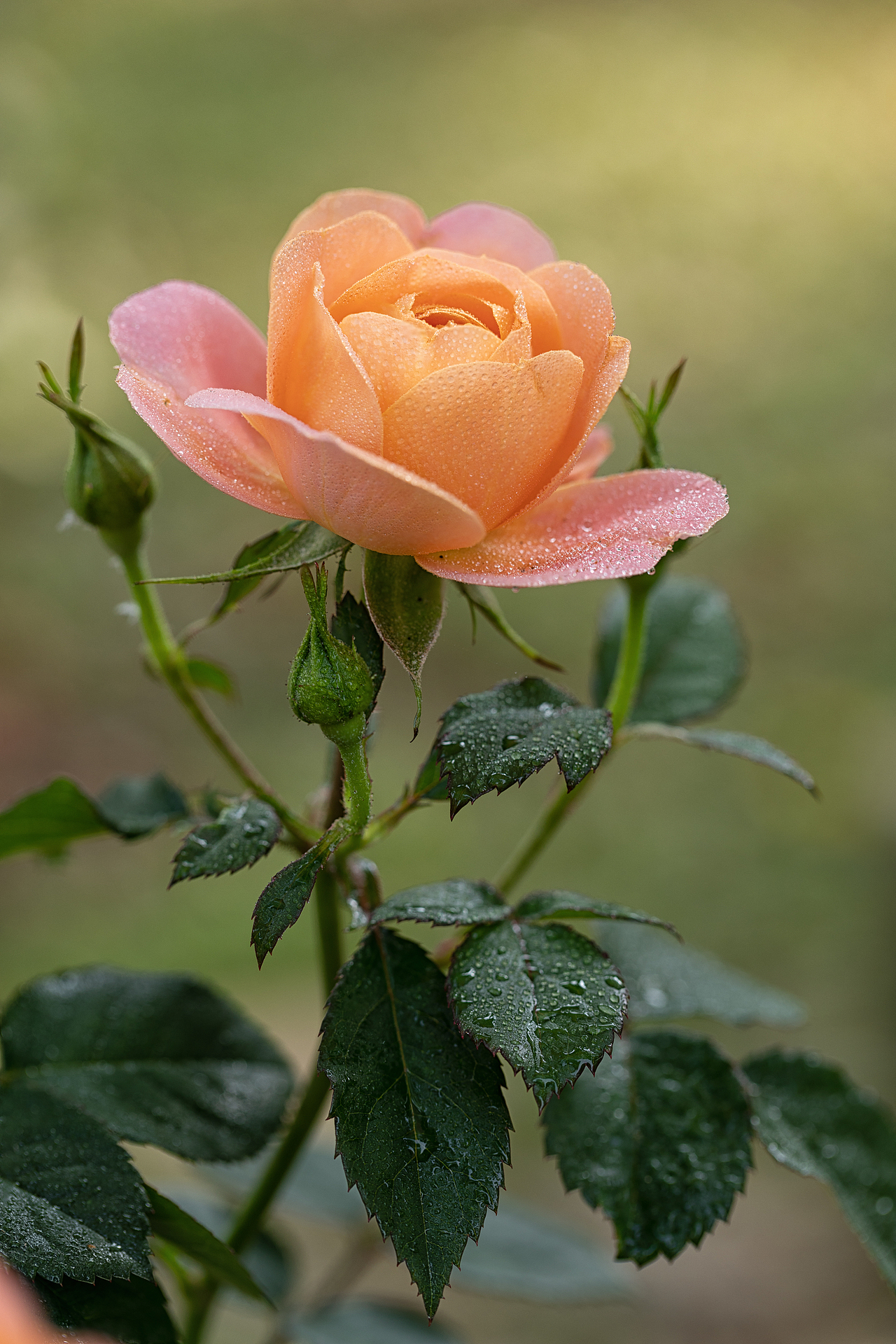 百花争艳（图ZMzE4NzM3NjY0） - 其他摄影 - 站酷设计师乌卡卡的视觉空间原创素材 - 站酷ZCOOL