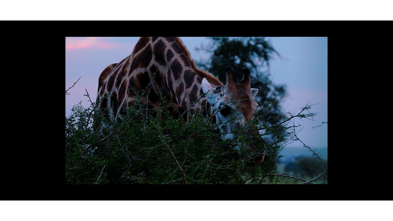 《生命与自然》