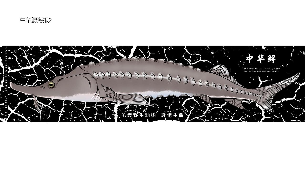 保护野生动物动态公益海报实验设计与探究