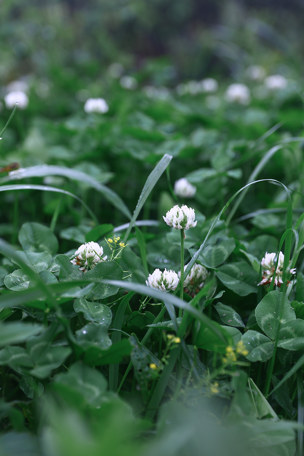 谁能拒绝春日的蔷薇花