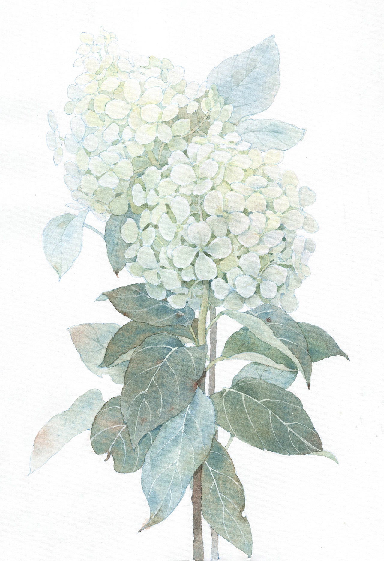 近期一些花卉作品