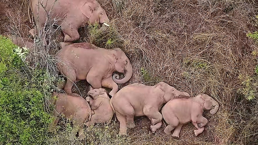 云南云味日记鲜花饼包装（图ZMzI5NDI4Nzg4） - 包装 - 站酷设计师安十二DESIGN原创素材 - 站酷ZCOOL