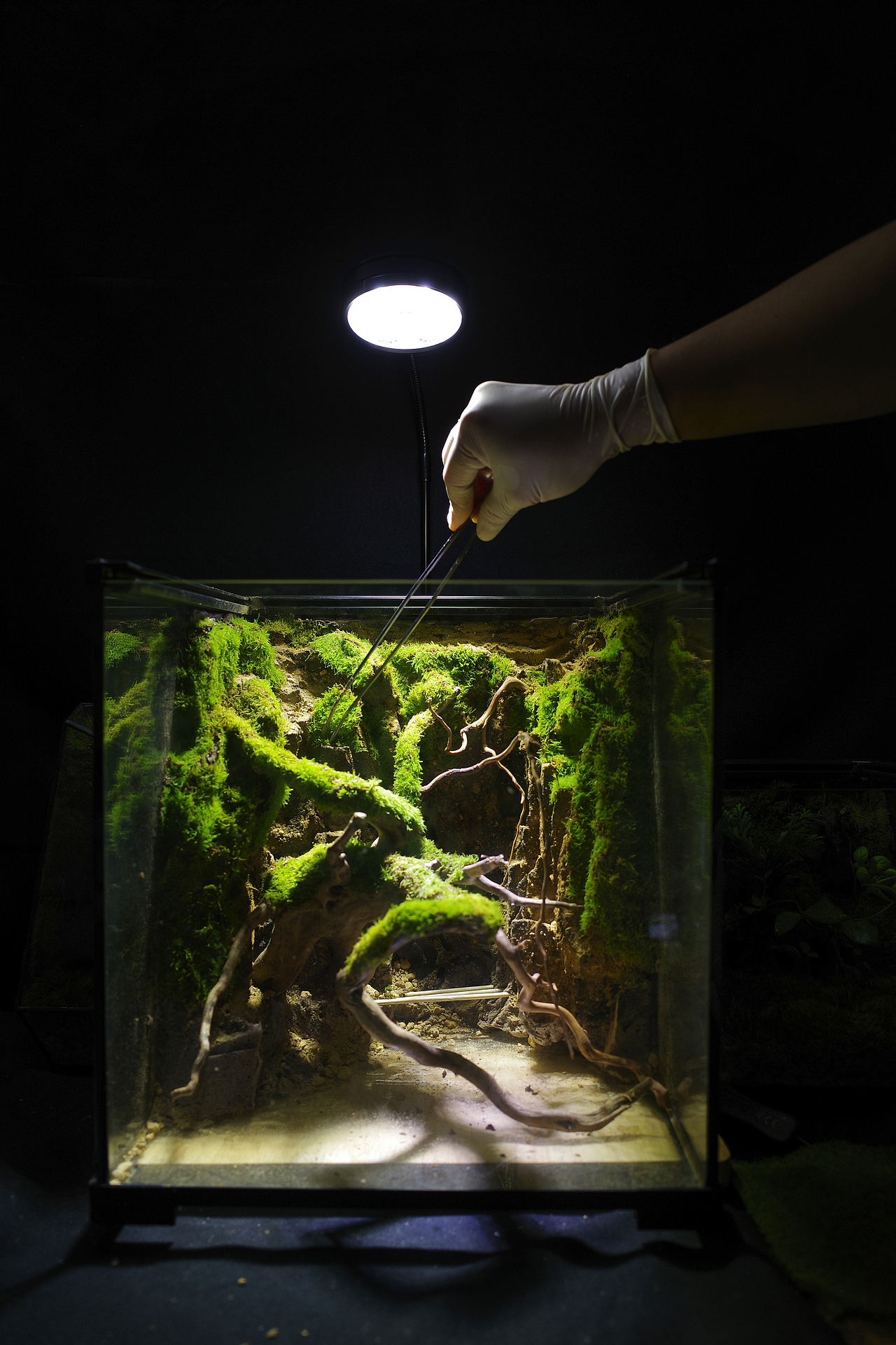 微景观《幽野》（图ZMzA3OTEzNDQ0） - 景观设计 - 站酷设计师番茄与西瓜原创素材 - 站酷ZCOOL