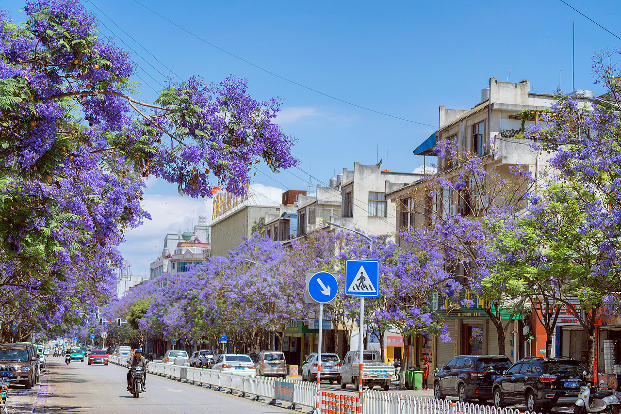 蓝花楹（图ZMjk5NzMyMTU2） - 风光摄影 - 站酷设计师kewell_24原创素材 - 站酷ZCOOL