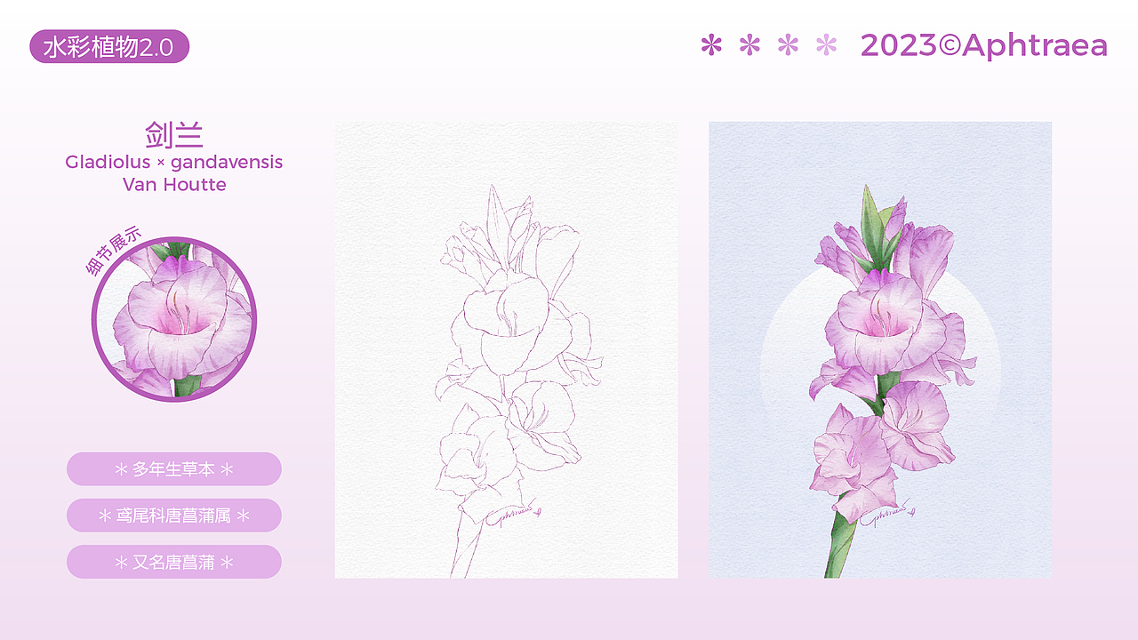 水彩花卉插画2.0合集（图ZMzU1ODk5MjQ0） - 商业插画 - 站酷设计师阿芙特莱雅原创素材 - 站酷ZCOOL