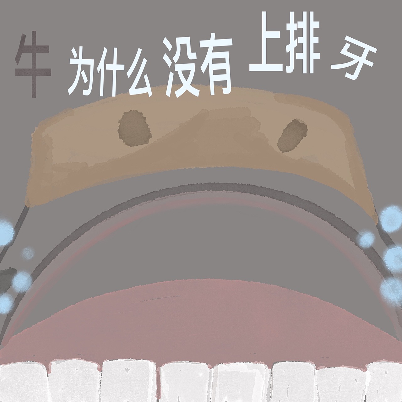 牛为什么没有上排牙