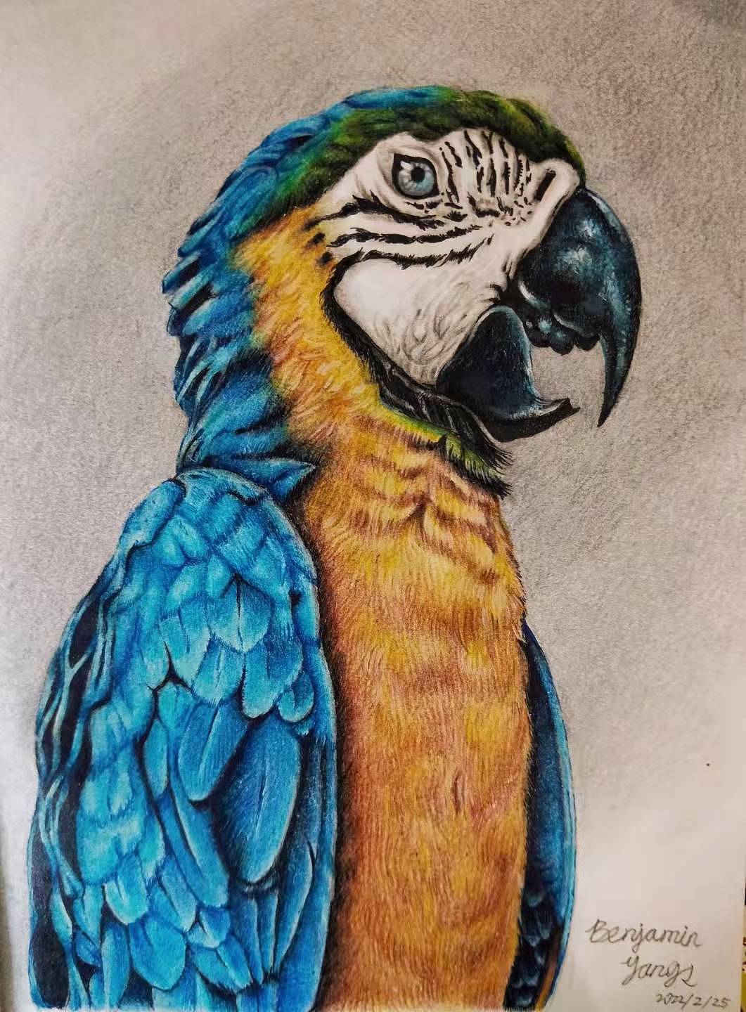 金刚鹦鹉（图ZMzEzMDY1OTYw） - 绘画 - 站酷设计师Benjamin_1993原创素材 - 站酷ZCOOL