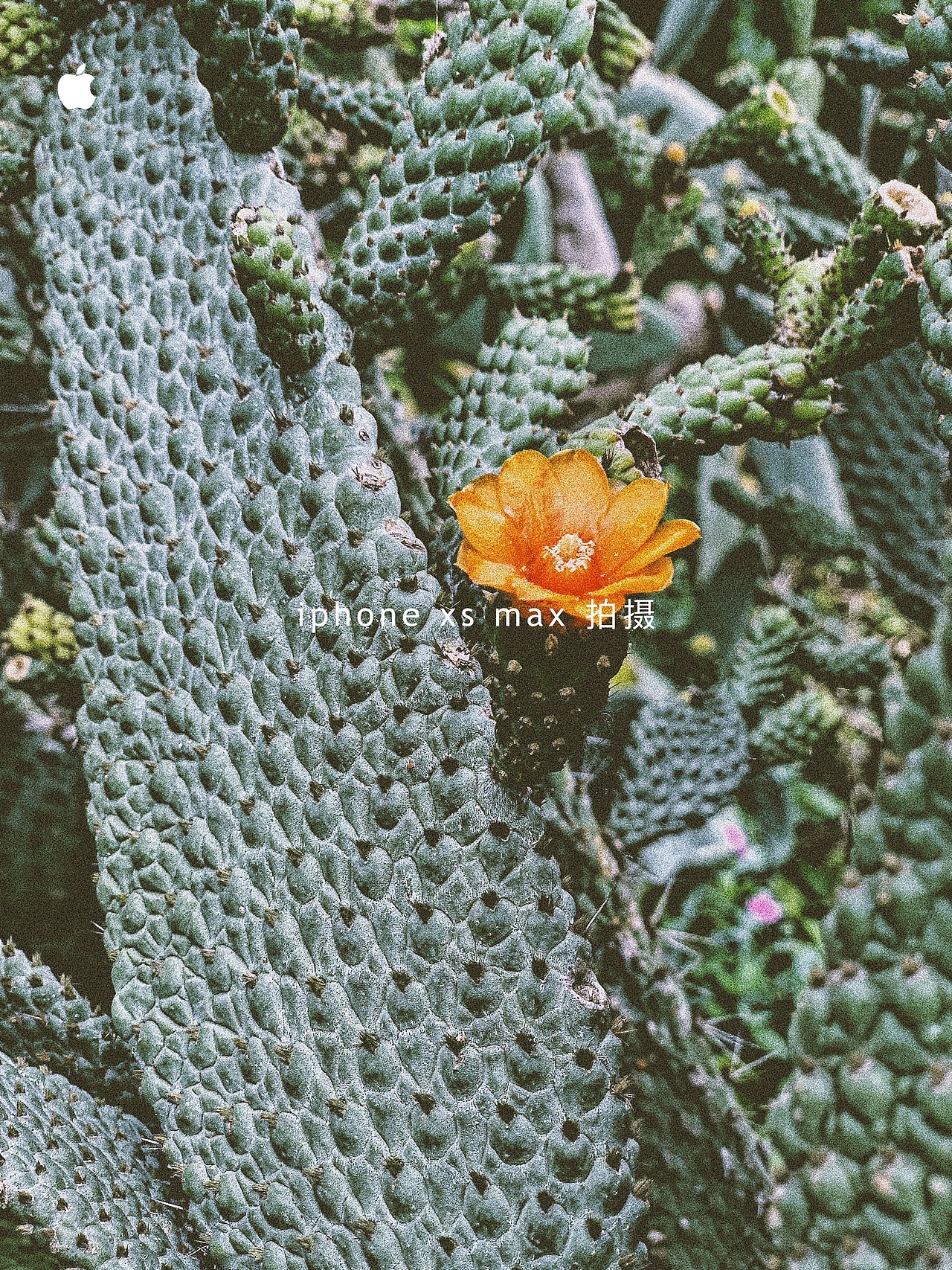 天地有大美而不言