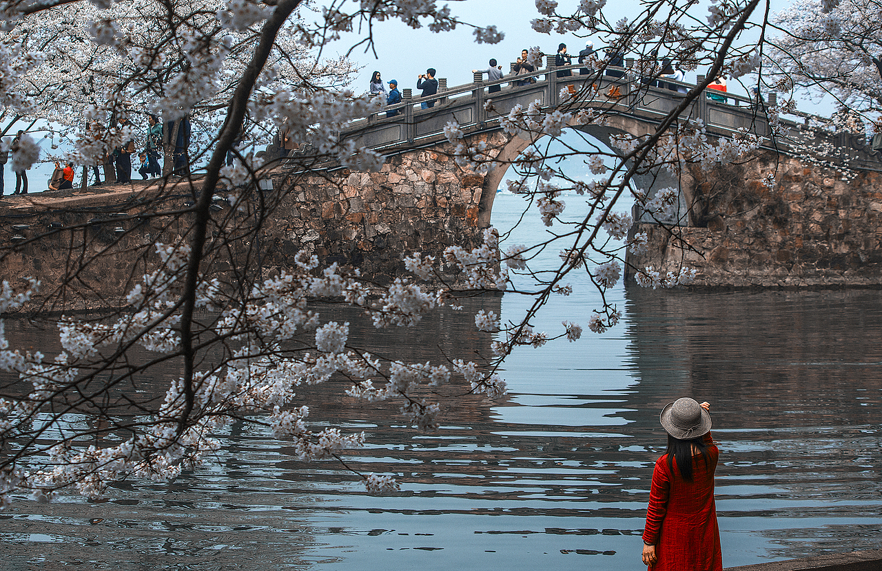 【浪漫樱花谷】（图ZMzM1ODUyMzg4） - 风光摄影 - 站酷设计师老陆逍遥原创素材 - 站酷ZCOOL