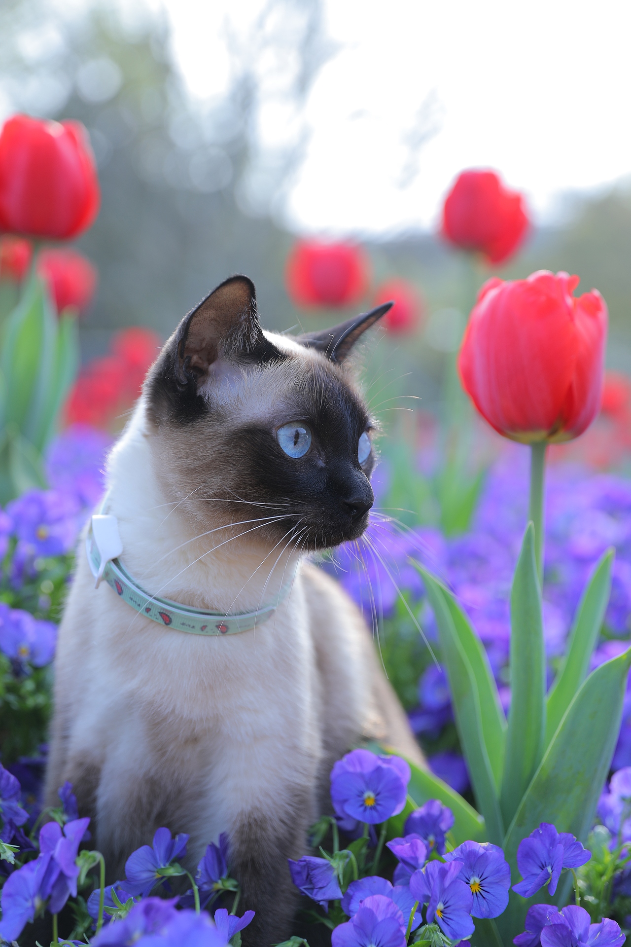 原创/摄影/宠物摄影