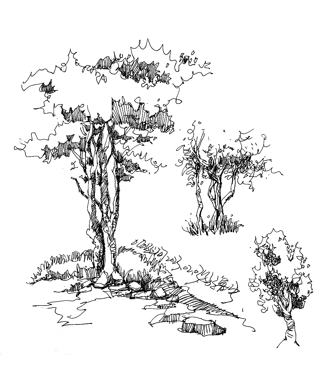 园林植物速写。