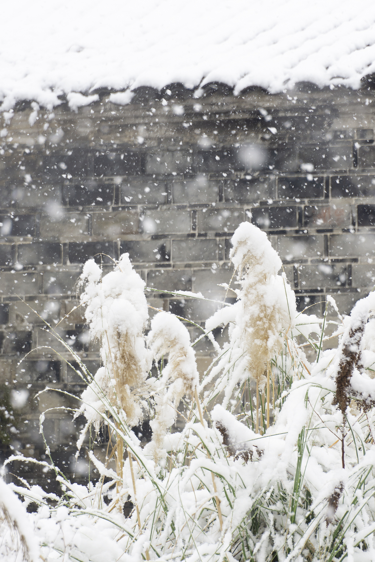 大雪已至，万事胜意（图ZMzYwNjkwNDcy） - 风光摄影 - 站酷设计师程小灰啊原创素材 - 站酷ZCOOL