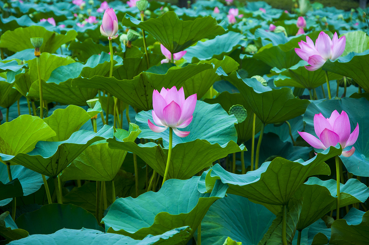 炎炎夏日一抹淡雅之色