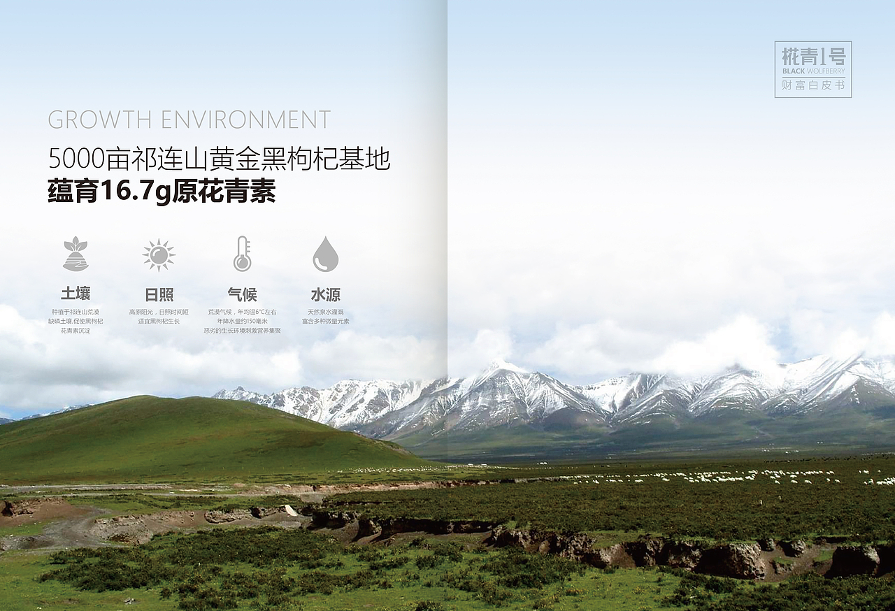 黑枸杞画册 | 企业宣传册 | 产品包装设计 | 极简风