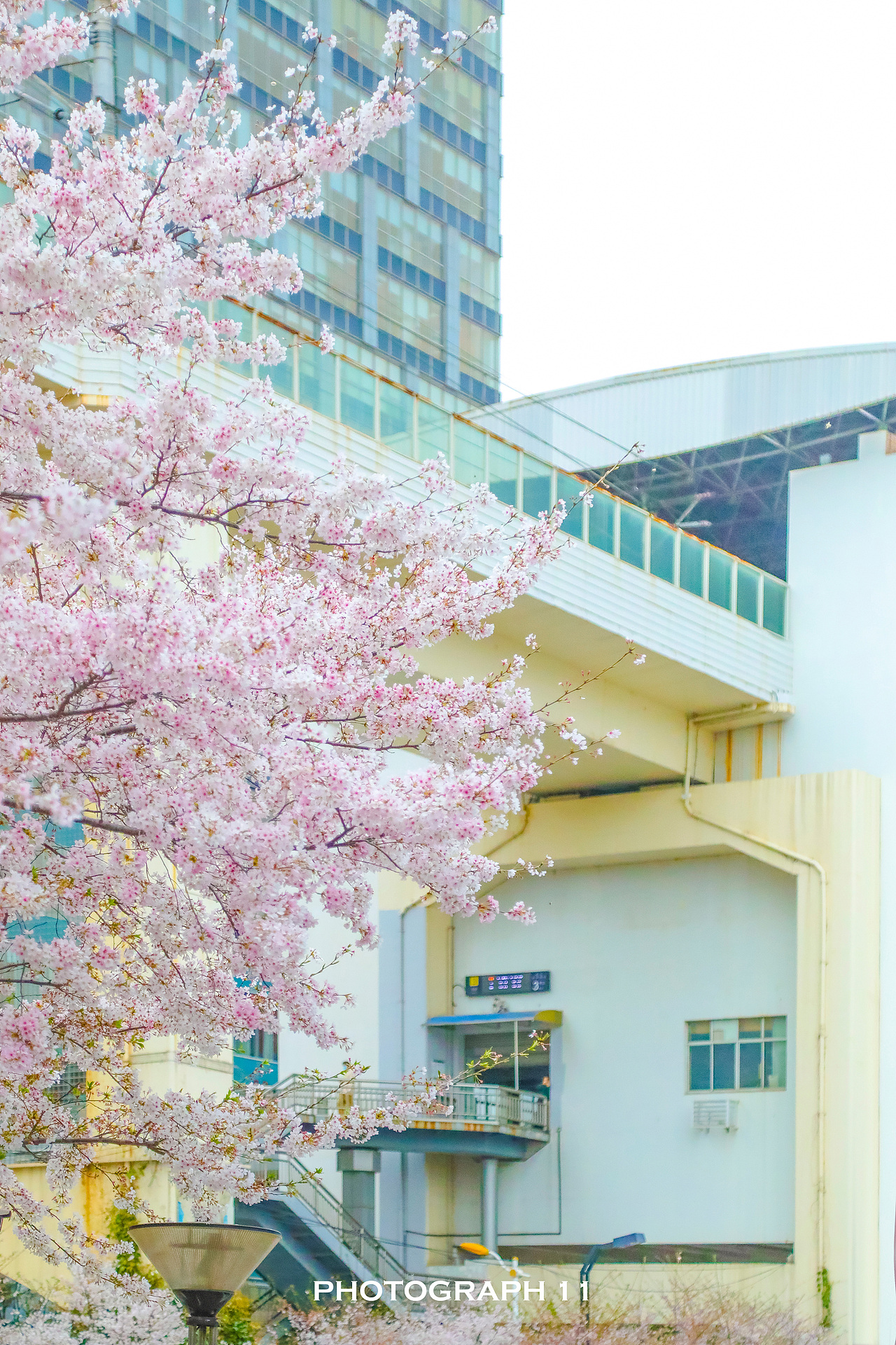 樱花的季节（图ZMzM1OTQ4NTgw） - 风光摄影 - 站酷设计师11ELEVEN原创素材 - 站酷ZCOOL