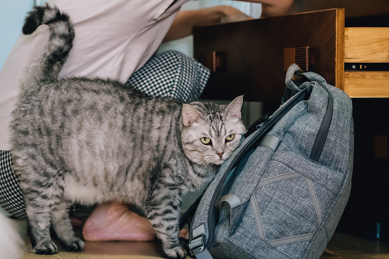 宠物摄影-马路-2021