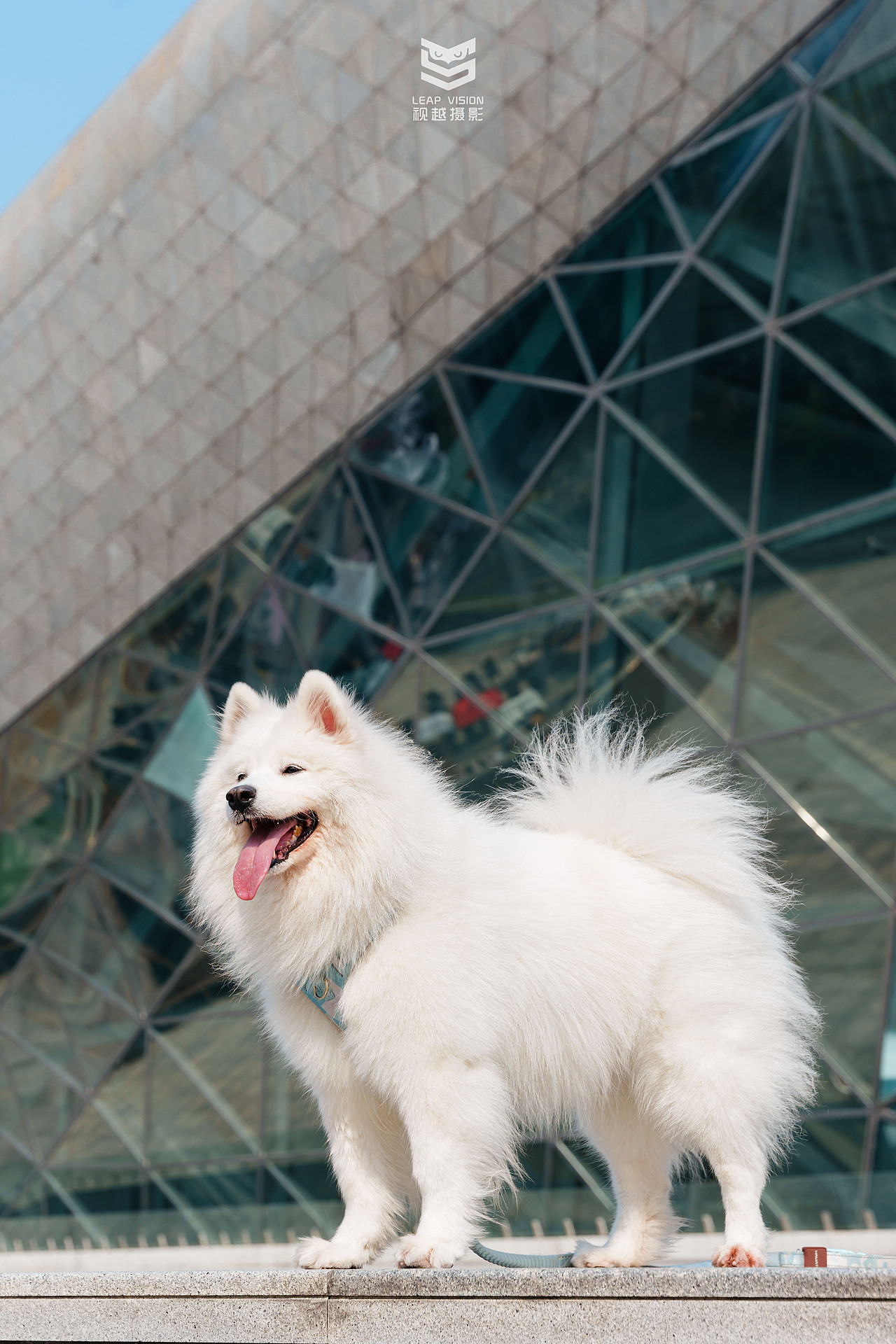 廣州大劇院人寵寫真（圖ZMzYxMTEyNzQw） - 寵物攝影 - 站酷設(shè)計(jì)師小樣攝影原創(chuàng)素材 - 站酷ZCOOL