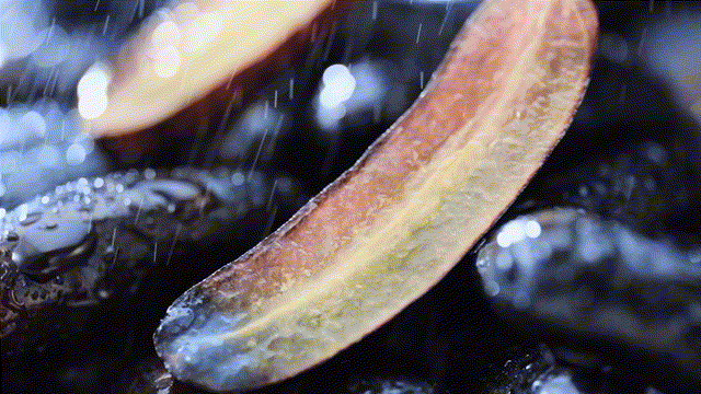 电商视频|水果茶视频（图ZMzIxMDc2NzY0） - 产品摄影 - 站酷设计师亚集原创素材 - 站酷ZCOOL