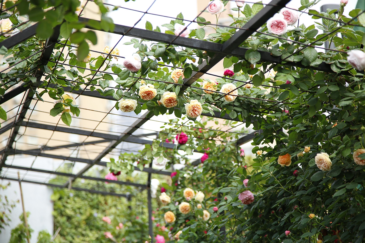 花至花园内的月季花