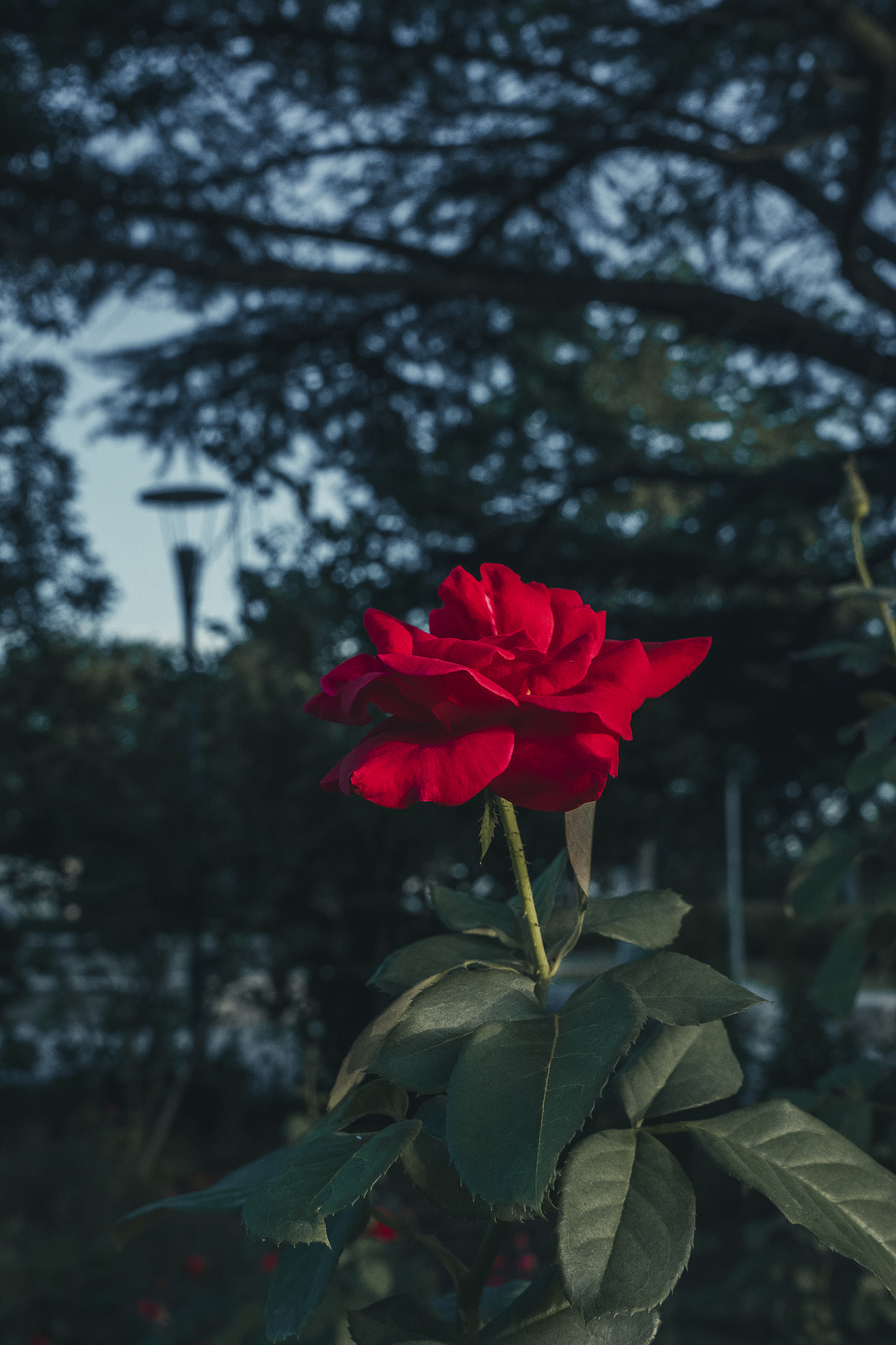 周末（图ZMzEzNDI4ODky） - 风光摄影 - 站酷设计师非鱼子鹿原创素材 - 站酷ZCOOL