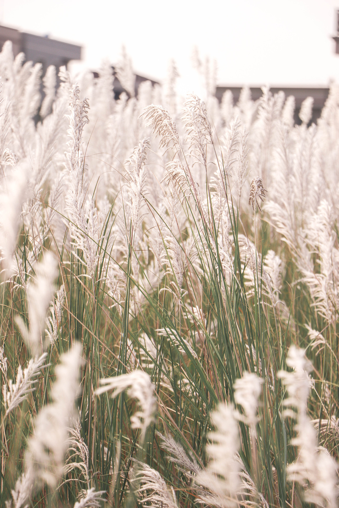 秋日芦苇（图ZMzM3OTg1NzE2） - 风光摄影 - 站酷设计师林二三_原创素材 - 站酷ZCOOL