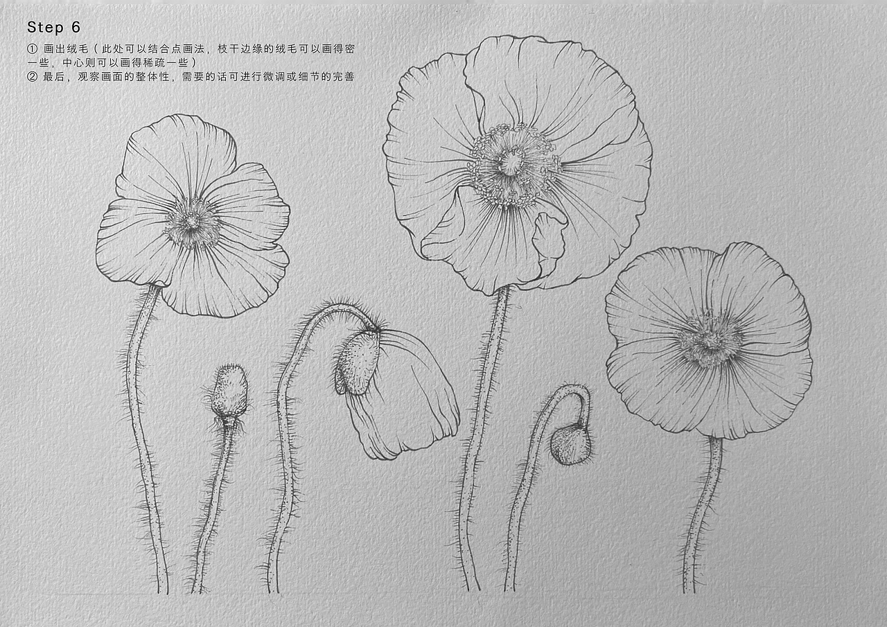 花卉线稿教程分享｜虞美人（图ZMzQ0Mjk1MzYw） - 创作习作 - 站酷设计师不只1Cc原创素材 - 站酷ZCOOL