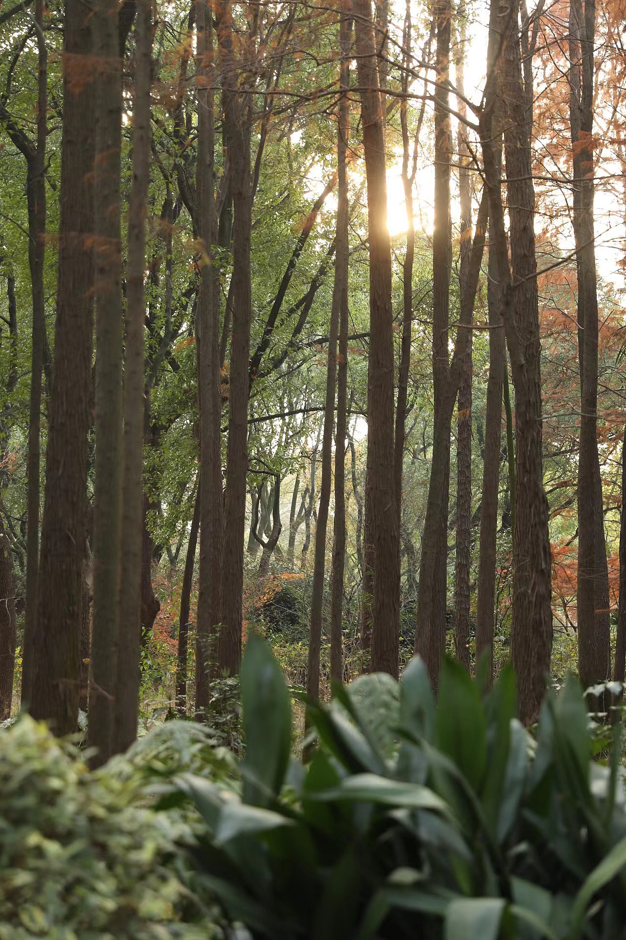 “光”（图ZMzM0NjY3OTc2） - 风光摄影 - 站酷设计师白白是日梦原创素材 - 站酷ZCOOL