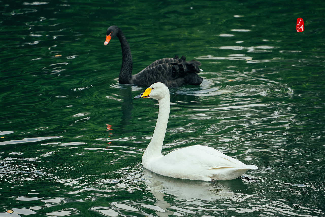 随手拍·广州动物园(鸟类)