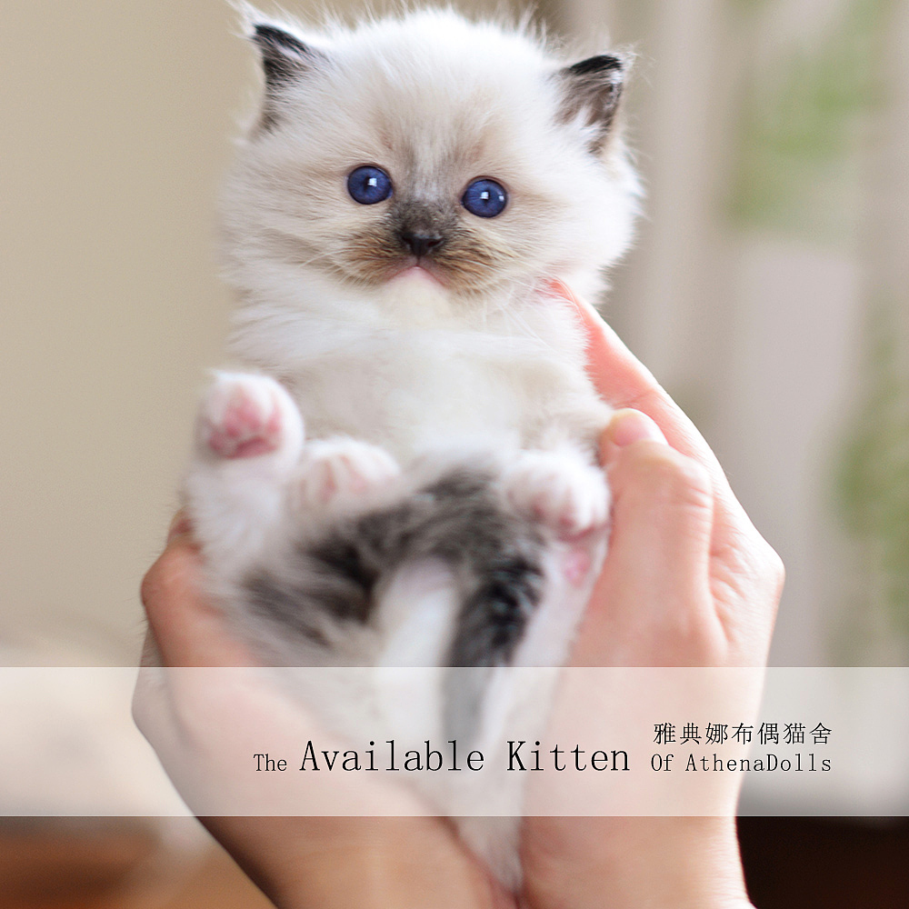 手心里的宝儿（图ZMzAwODAwNzU2） - 宠物摄影 - 站酷设计师ATHENADOLLS原创素材 - 站酷ZCOOL