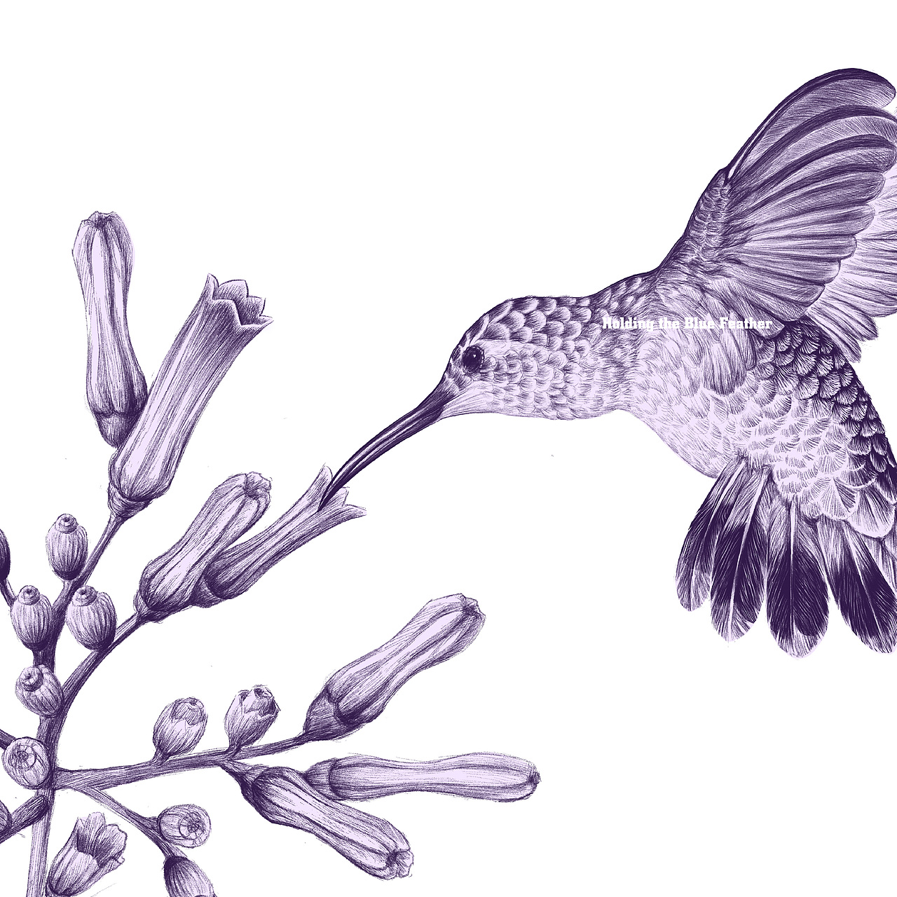 《花与蜂鸟》原创插画