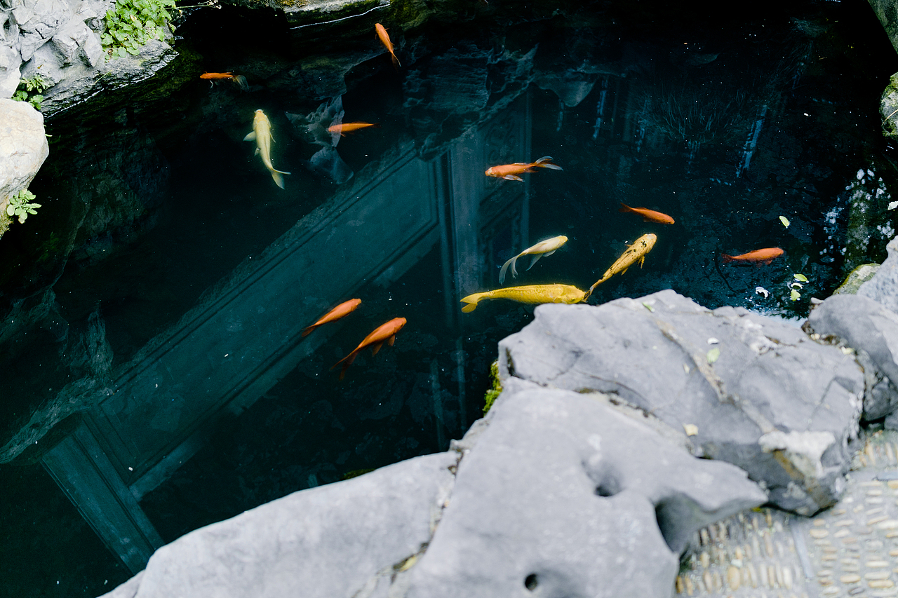 如果离婚,请把婆婆判给我