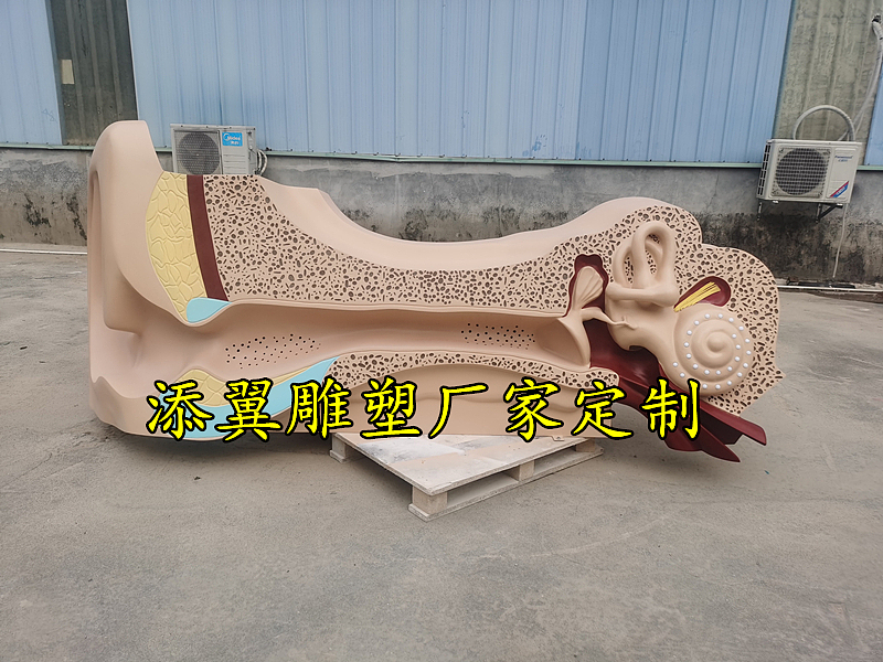 大型仿真玻璃钢耳朵模型雕塑是为了听不同的甜言蜜语