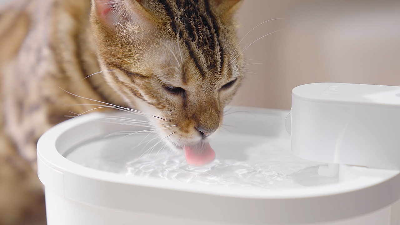 宠物饮水机/猫咪饮水机视频