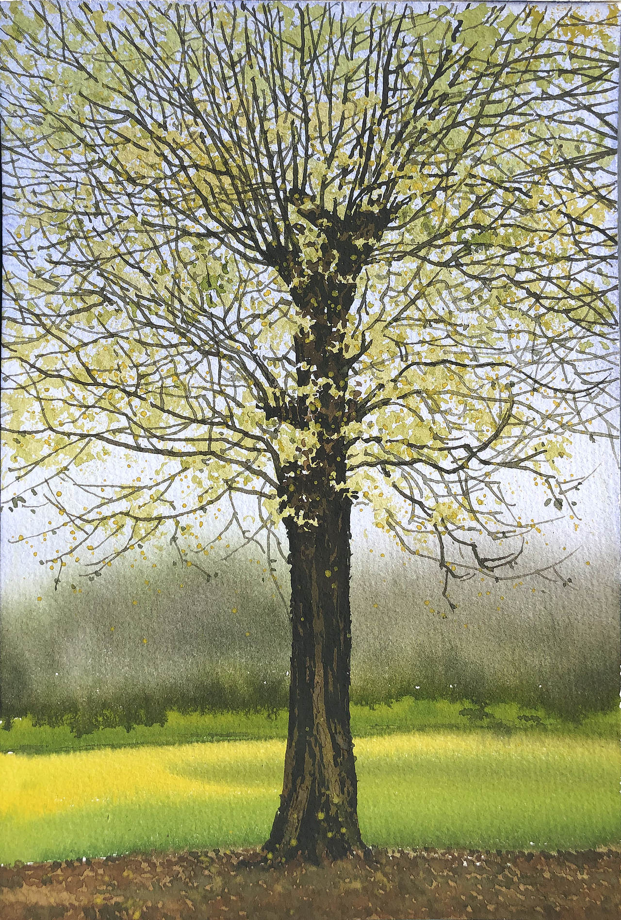 水彩风景——夏树生非花(2022 夏日里的树先生们)