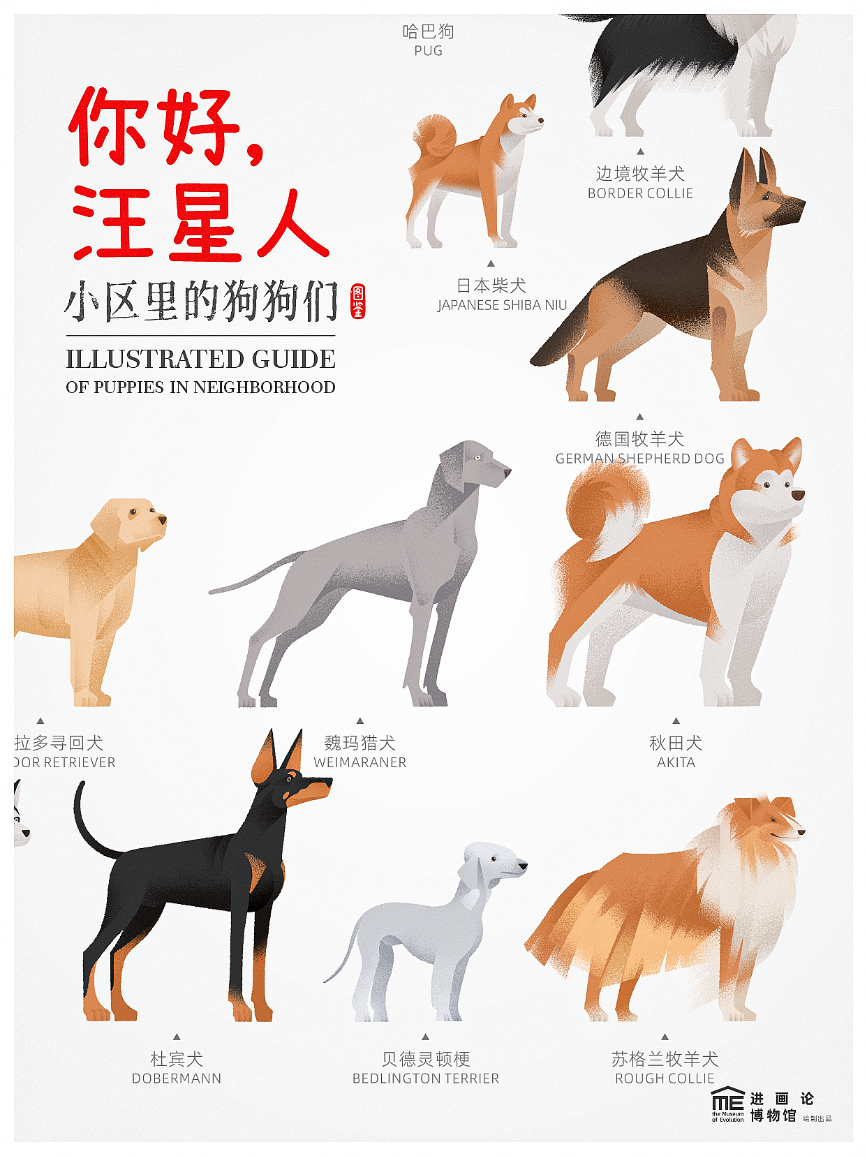 小区汪星人图鉴 | Illustrated Guide of Puppies
