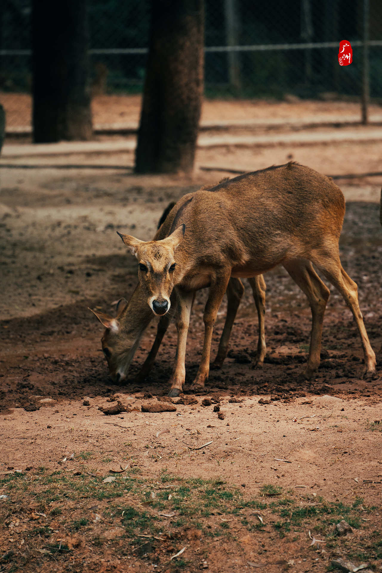 随手拍·广州动物园(兽类)（图ZMzM1ODA3MTQ4） - 人文/纪实摄影 - 站酷设计师一晨同学原创素材 - 站酷ZCOOL
