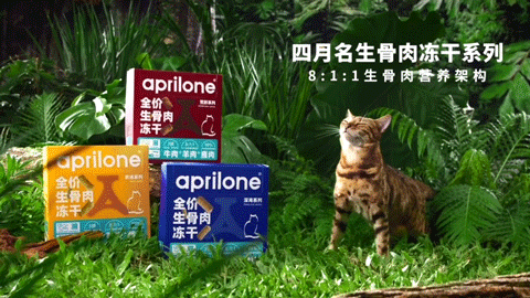 生骨肉 | 四月名 | 电商摄影 | 宠叔叔传媒