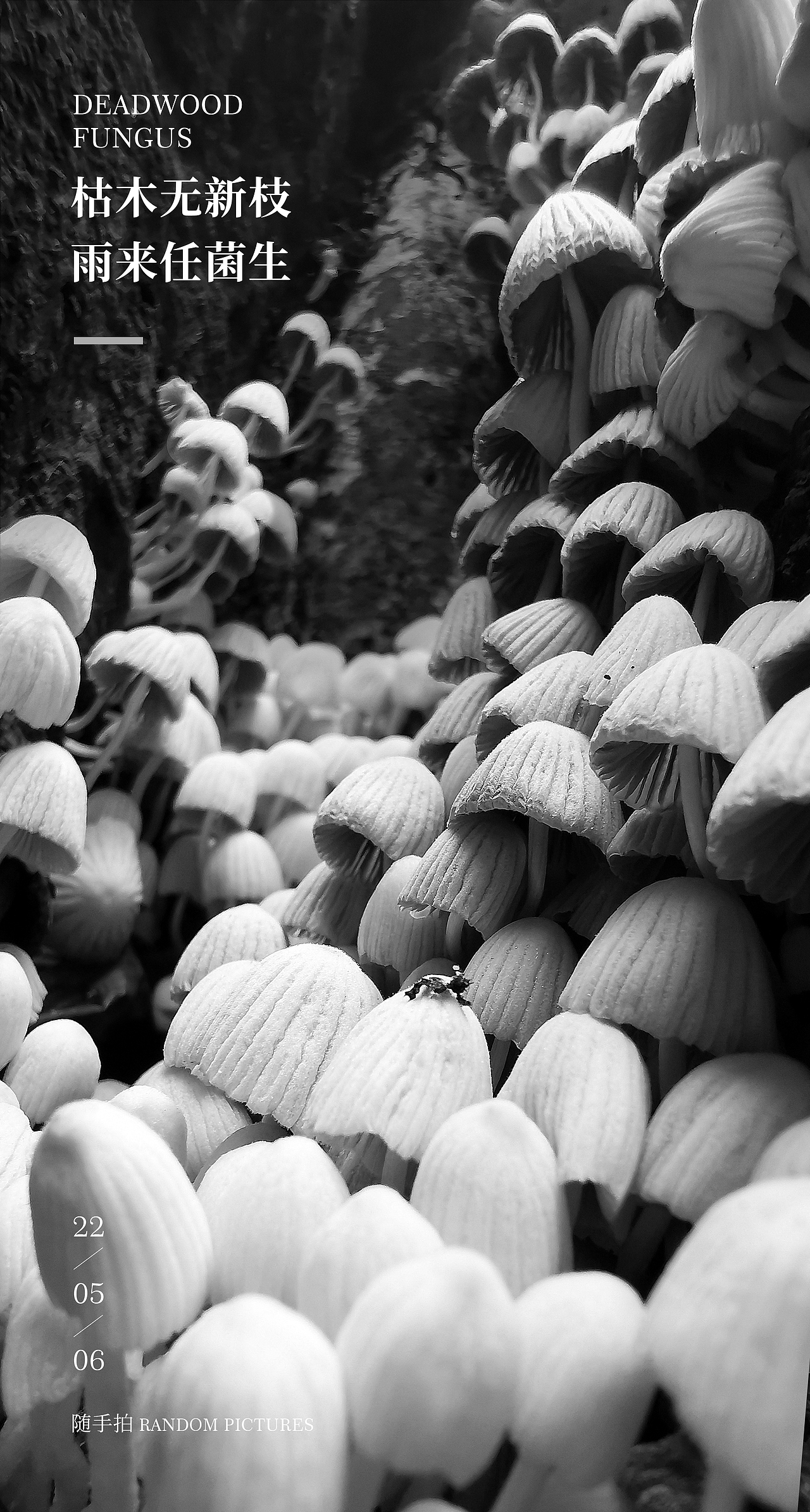 枯木与菌（图ZMzAwNjM3ODUy） - 风光摄影 - 站酷设计师原觉力原创素材 - 站酷ZCOOL