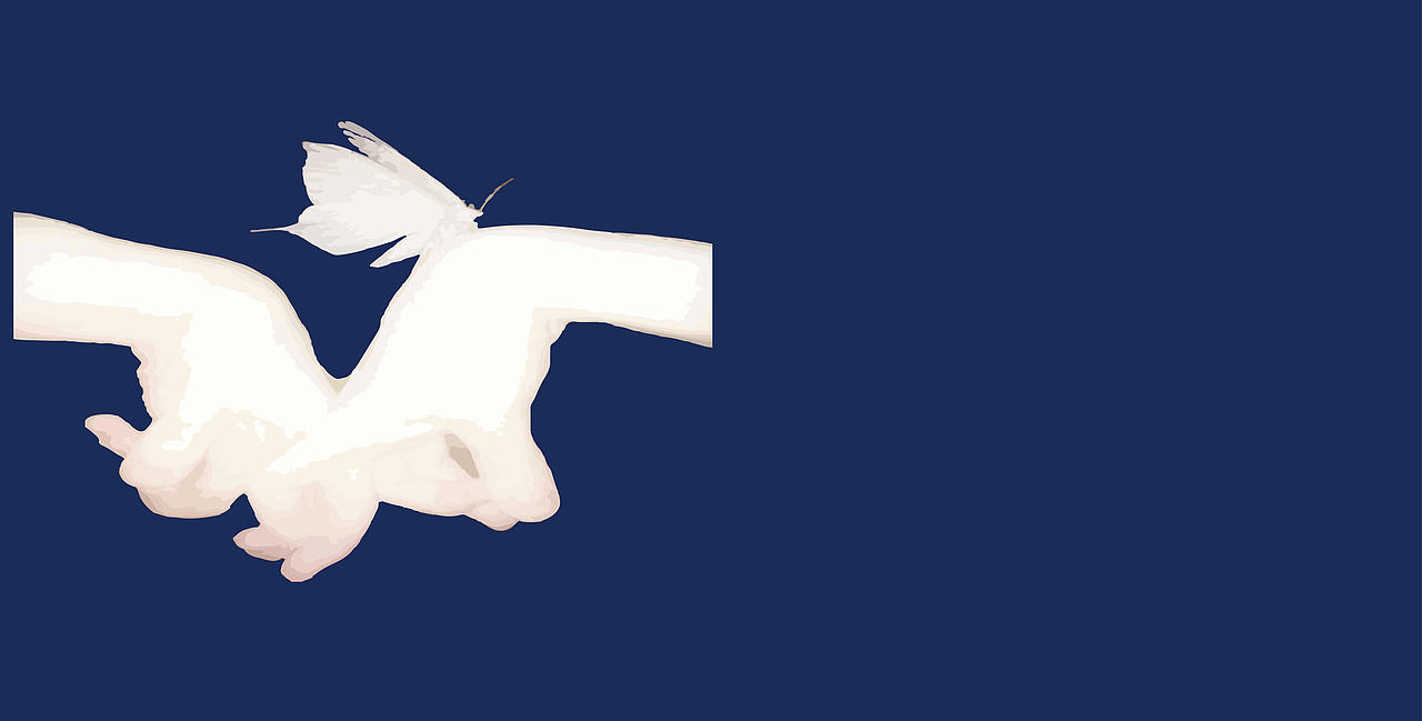 《蝶与梦:我的第二场人生》