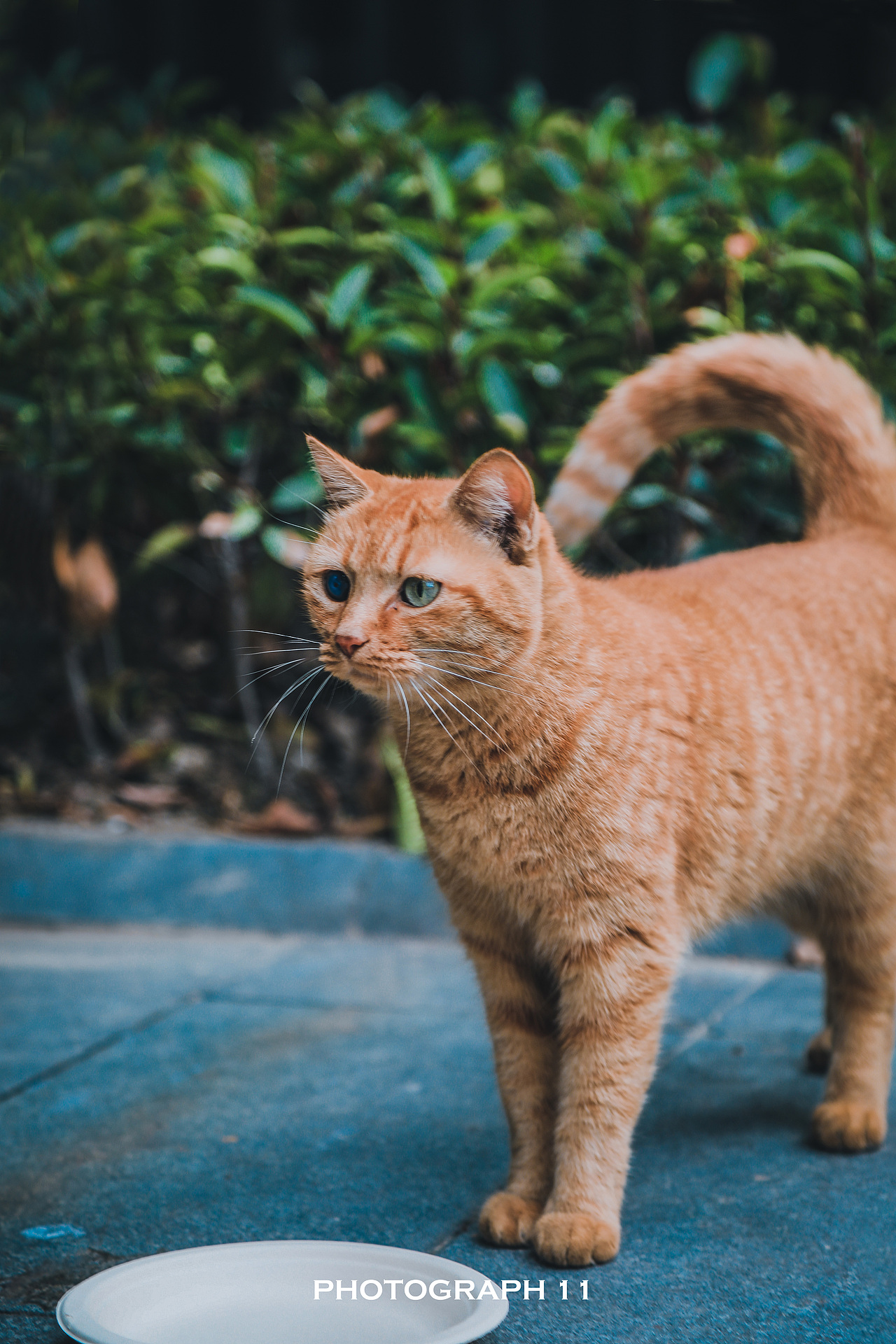 猫的凝视（图ZMzE4OTk1Nzk2） - 宠物摄影 - 站酷设计师11ELEVEN原创素材 - 站酷ZCOOL