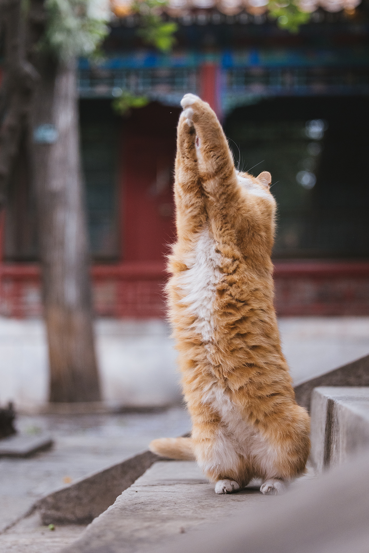 故宫的猫——帕帕