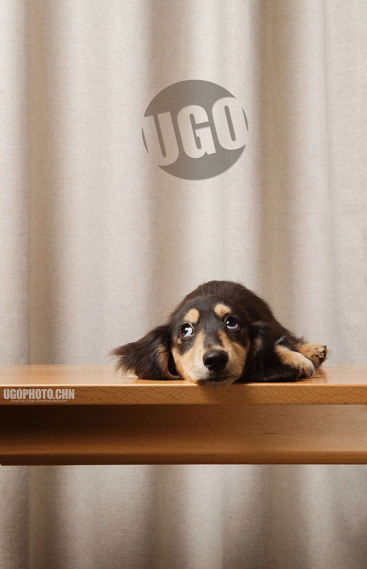 Gorgeous表达【动物摄影师何某某个人作品33】