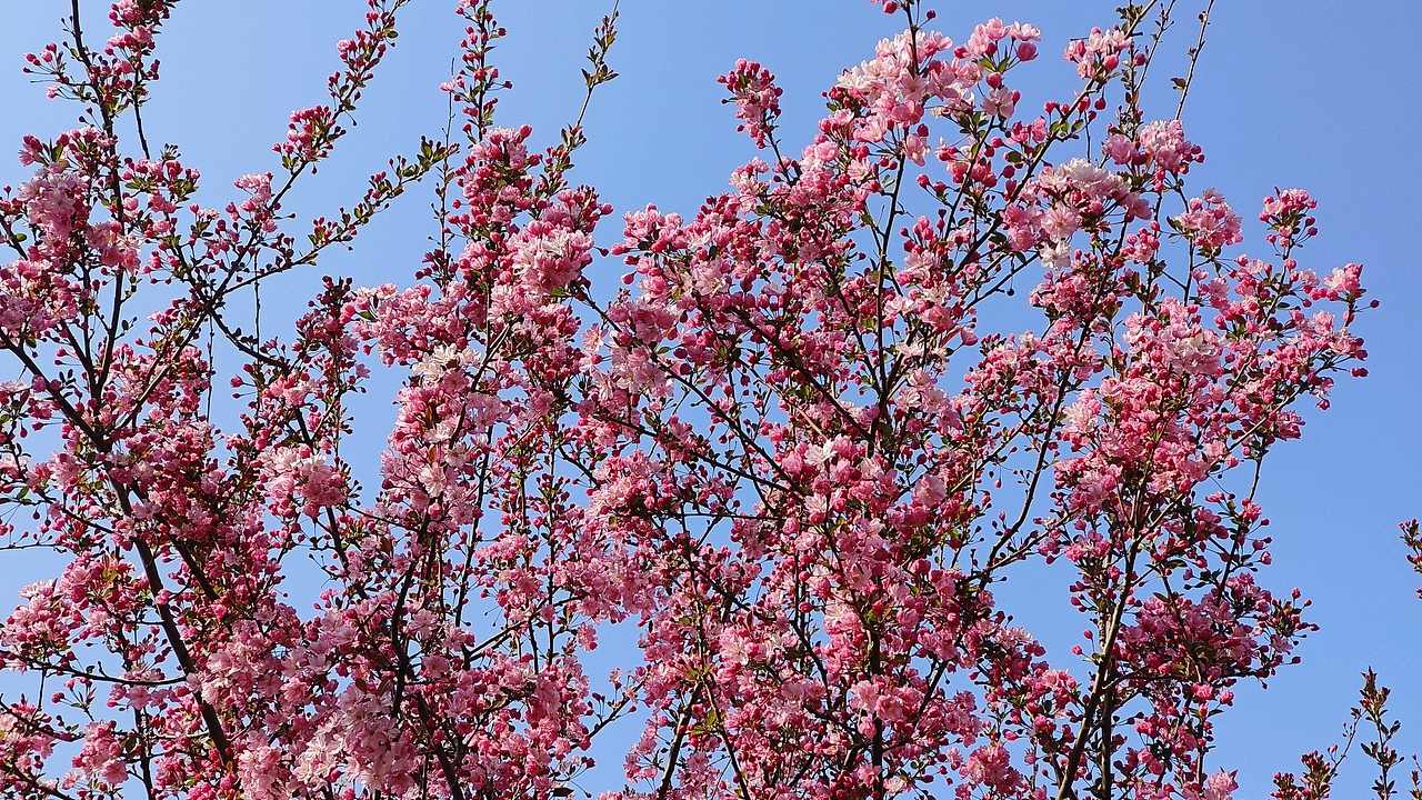省耕公园--海棠花