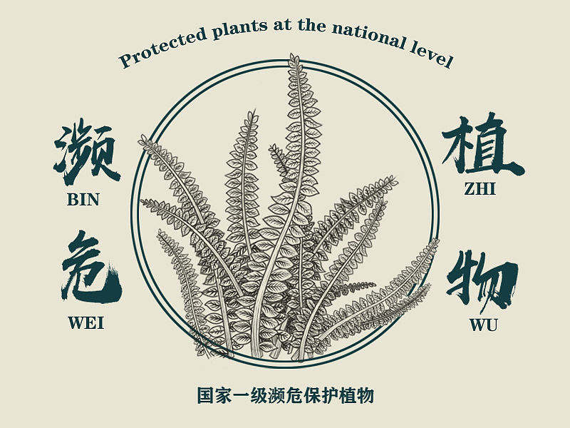 国家濒危保护物种——植物篇