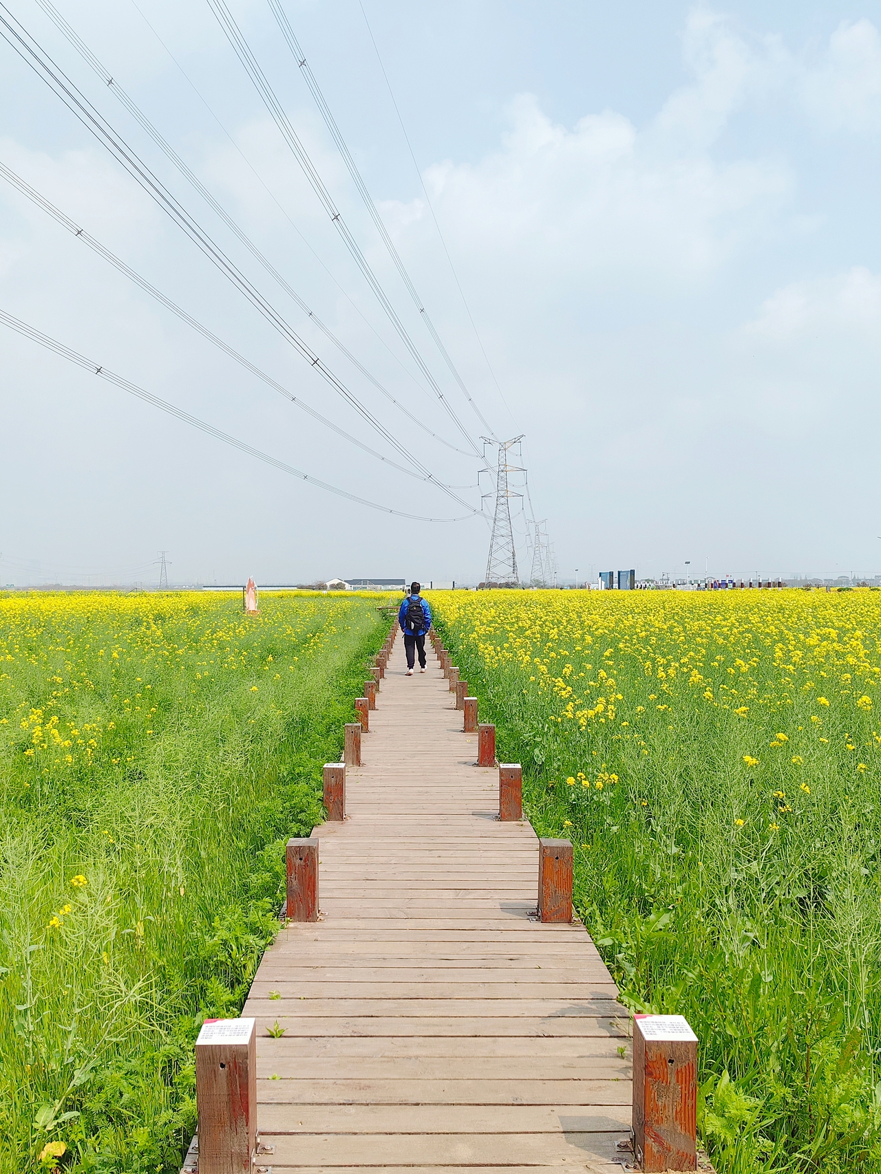 记录春天，捕捉春天——油菜花