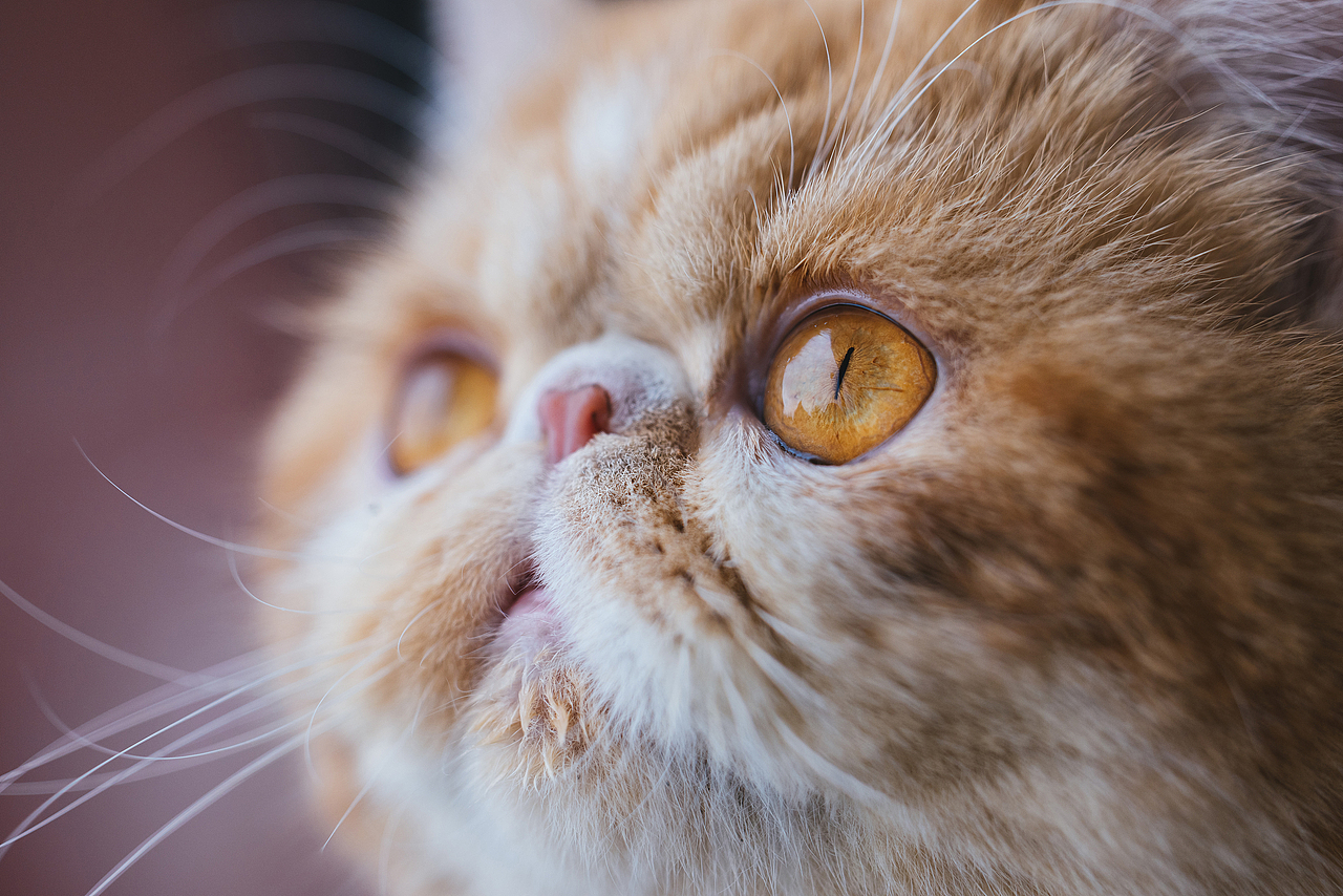 猫的私房 第六季