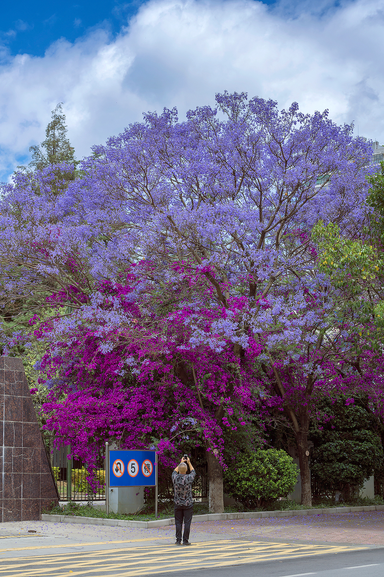 蓝花楹（图ZMjk5NzMyMTc2） - 风光摄影 - 站酷设计师kewell_24原创素材 - 站酷ZCOOL